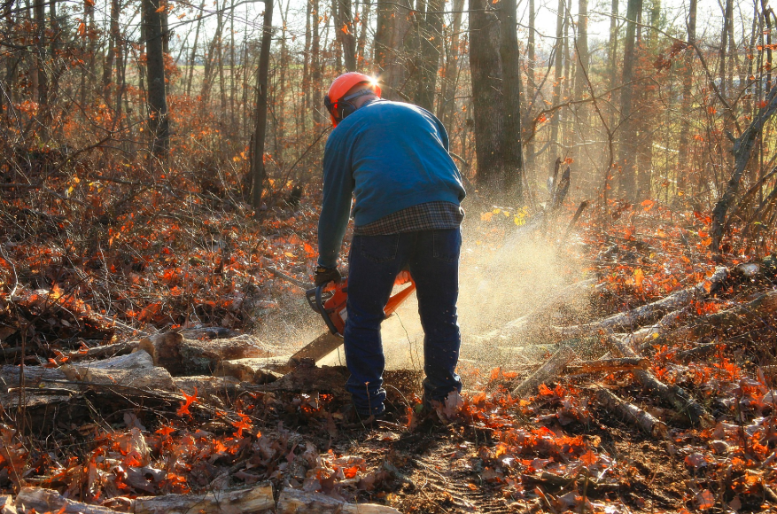 Worker in jeans and blue shirt wearing an orange helmet and gloves, using a chainsaw to cut wood in an autumn forest clearing.