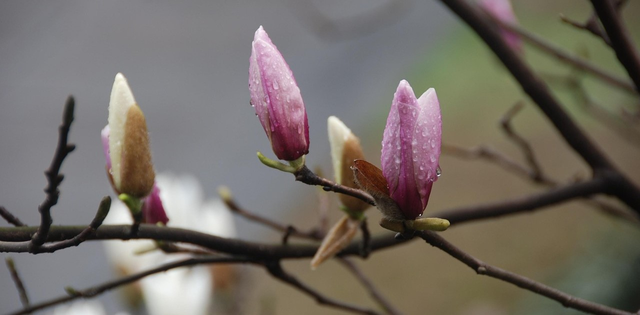 A pair of magnolias with flower buds in delicate shades of pink. The background is blurred and green. Raindrops cling to the petals.
